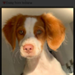 Meet your Posher, Donald